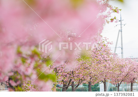 小野市 大島川桜回廊(兵庫県) 小野市 大島川桜回廊(兵庫県) 137392081