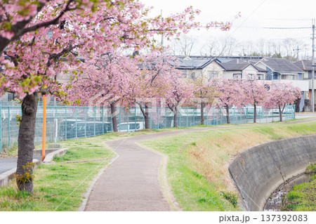 小野市　大島川桜回廊（兵庫県） 137392083