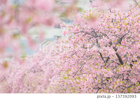 小野市　大島川桜回廊（兵庫県） 137392093