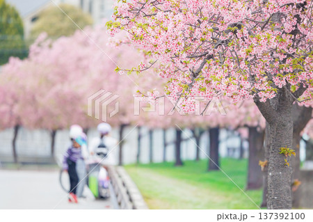 小野市 大島川桜回廊(兵庫県) 小野市 大島川桜回廊(兵庫県) 137392100