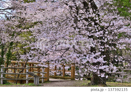 名胡桃城址　満開の桜　春の風景　群馬県みなかみ町 137392135