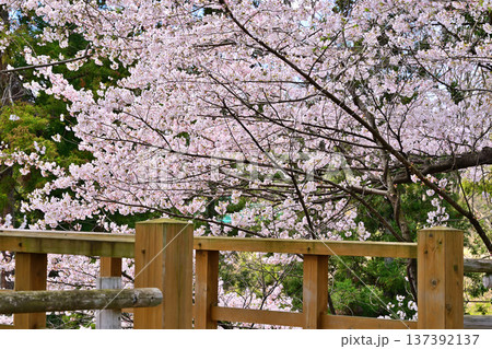 名胡桃城址　満開の桜　春の風景　群馬県みなかみ町 137392137