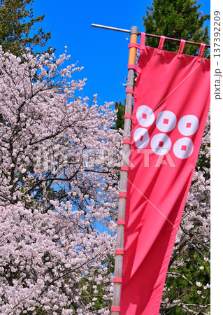 六文銭のぼり旗と満開の桜　名胡桃城址　群馬県みなかみ町 137392209