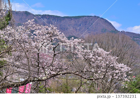 名胡桃城址からの眺め 満開の桜 三峰山 群馬県みなかみ町 名胡桃城址からの眺め 満開の桜 三峰山 群馬県みなかみ町 137392231