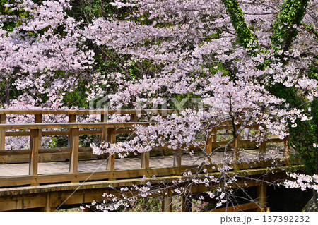 名胡桃城址 満開の桜 春の風景 群馬県みなかみ町 名胡桃城址 満開の桜 春の風景 群馬県みなかみ町 137392232
