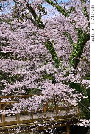 名胡桃城址　満開の桜　春の風景　群馬県みなかみ町 137392233