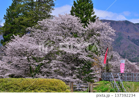名胡桃城址　満開の桜　春の風景　群馬県みなかみ町 137392234