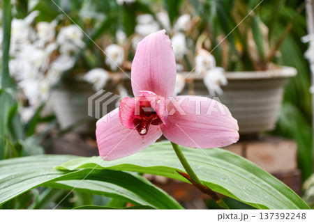 リカステ「チタサンセット」 Lycaste 'Chita Sunset' リカステ「チタサンセット」 Lycaste 'Chita Sunset' 137392248