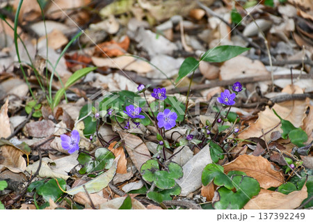 ユキワリソウ(へパティカ) Hepatica ユキワリソウ(へパティカ) Hepatica 137392249
