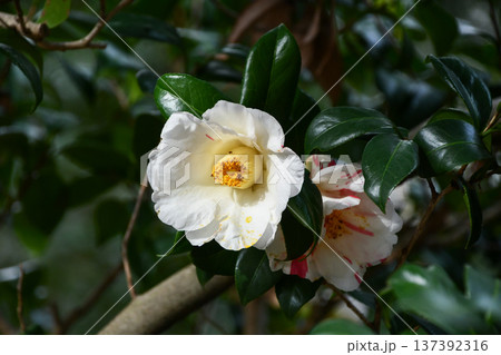 椿「雪月花」 Camellia 'Setsugekka' 椿「雪月花」 Camellia 'Setsugekka' 137392316