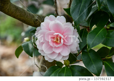 椿 Camellia 椿 Camellia 137392317