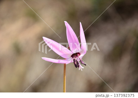 早春に咲くカタクリの花 137392375