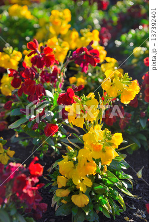 チェイランサスの花 137392401