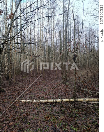 Birch forest landscape with fallen leaves and a log on the ground. Autumn or winter woodland scene Birch forest landscape with fallen leaves and a log on the ground. Autumn or winter woodland scene 137392533