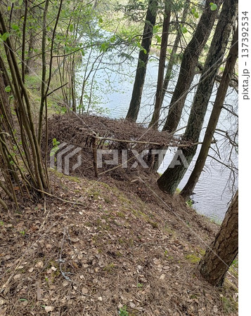 Primitive brush shelter in a forest overlooking a river. Wilderness survival camp concept 137392534