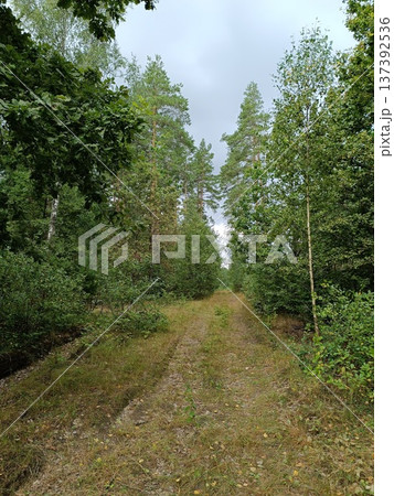 Grassy forest path surrounded by mixed trees. Nature trail in summer Grassy forest path surrounded by mixed trees. Nature trail in summer 137392536