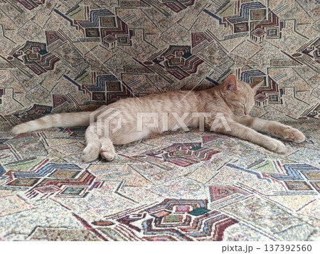 Sleeping ginger kitten stretching on a retro patterned couch. Relaxed domestic cat Sleeping ginger kitten stretching on a retro patterned couch. Relaxed domestic cat 137392560