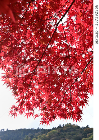 あいかわ公園の紅葉 137392566