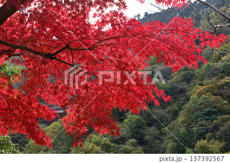あいかわ公園の紅葉 あいかわ公園の紅葉 137392567