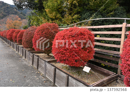 ドウダンツツジ 137392568