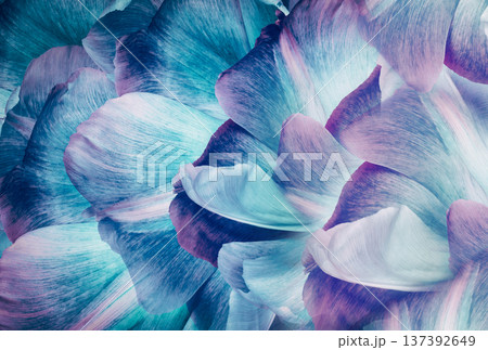 Tulips flowers  light blue.  Floral background.  Close-up. Nature. 137392649