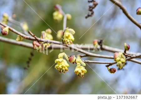 トサミズキ　Japanese Winter Hazel 137392667