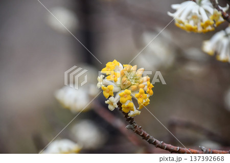 タイリンミツマタ　Edgeworthia chrysantha ‘Grandiflora’ 137392668
