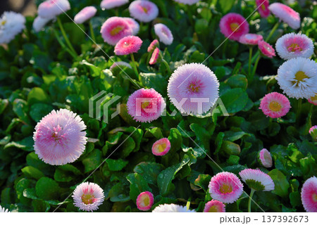 ヒナギクの花 137392673