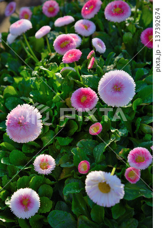 ヒナギクの花 ヒナギクの花 137392674