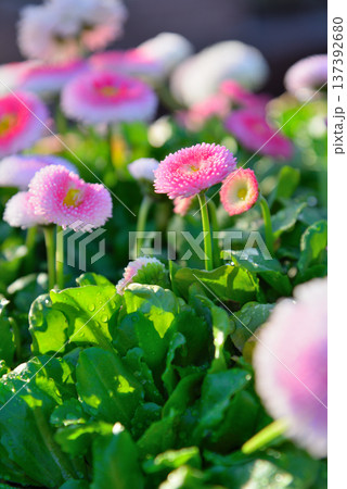 ヒナギクの花 137392680