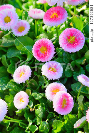 ヒナギクの花 ヒナギクの花 137392681