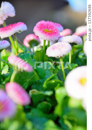 ヒナギクの花 137392686