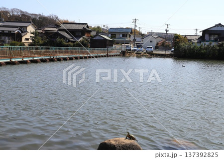 新堀川緑地のドラム缶橋 新堀川緑地のドラム缶橋 137392825
