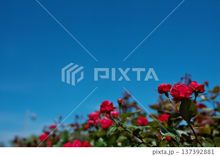 もう夏だね 137392881