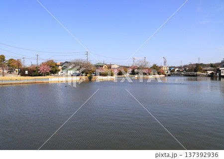 新堀川緑地のドラム缶橋 新堀川緑地のドラム缶橋 137392936