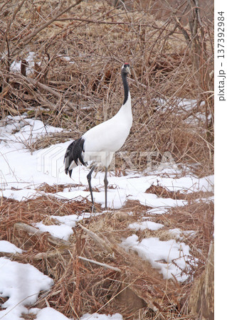 釧路湿原で越冬中のタンチョウ　タンチョウ　丹頂鶴　ツル　鶴　釧路湿原 137392984
