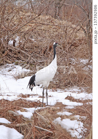 釧路湿原で越冬中のタンチョウ タンチョウ 丹頂鶴 ツル 鶴 釧路湿原 釧路湿原で越冬中のタンチョウ タンチョウ 丹頂鶴 ツル 鶴 釧路湿原 137392986