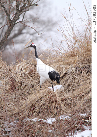 釧路湿原で越冬中のタンチョウ　タンチョウ　丹頂鶴　ツル　鶴　釧路湿原 137392988