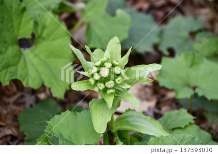 フキノトウ Butterbur sprout フキノトウ Butterbur sprout 137393010