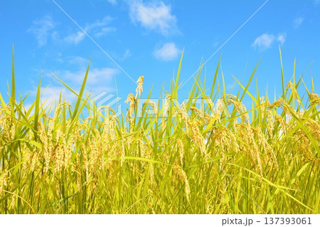 青空と豊穣の田園 137393061