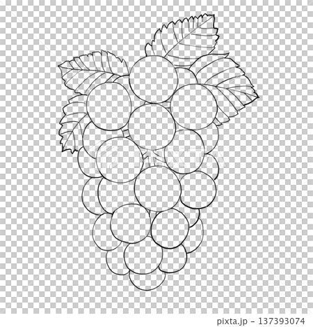 葡萄線條畫插圖 黑白水果設計 137393074