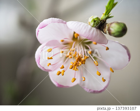 春を告げるベランダの可憐なアーモンドの花 137393107