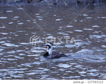 鴨の水浴び 137393122