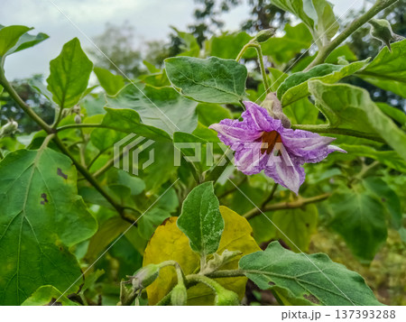 Natural eggplant flower in agriculture 137393288