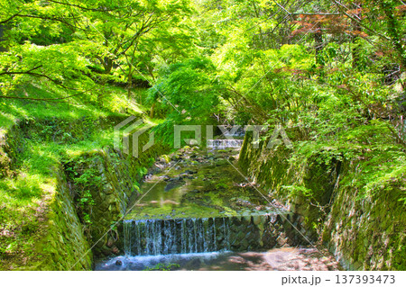 【神奈川県】滝沢川 137393473