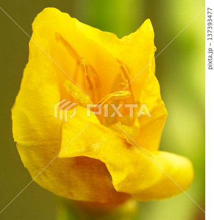 Red-stemmed Oslinnik.  Flower, bud on a green background.  Closeup.  Nature. 137393477