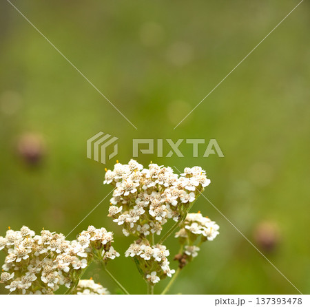White yarrow flowers on a green background. meadow medicinal herbs. close-up. Nature. White yarrow flowers on a green background. meadow medicinal herbs. close-up. Nature. 137393478