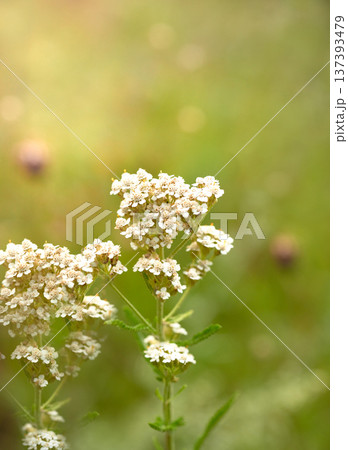 White yarrow flowers on a green background. meadow medicinal herbs. close-up. Nature.           137393479