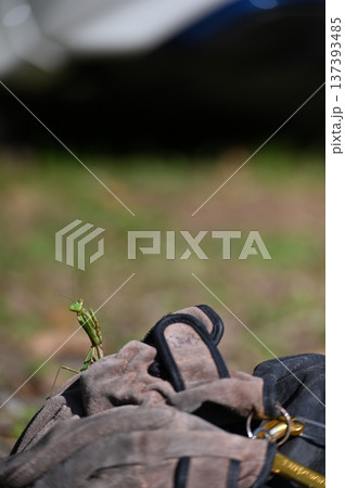手袋とカマキリ 137393485