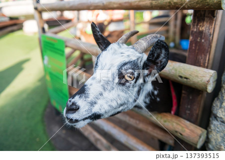 Adorable goat beg for food in stable, Yufuin floral village, Oita 137393515